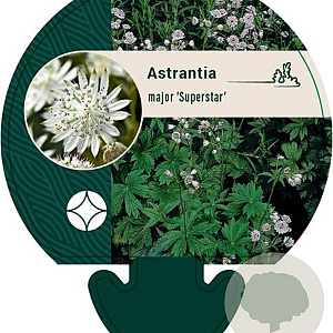 Astrantia maj. 'Superstar' GM P9