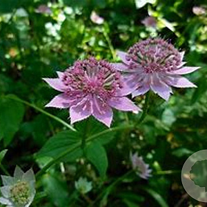 Astrantia maxima GM P9