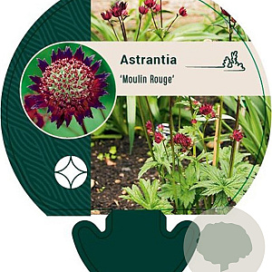 Astrantia 'Moulin Rouge' GM P9