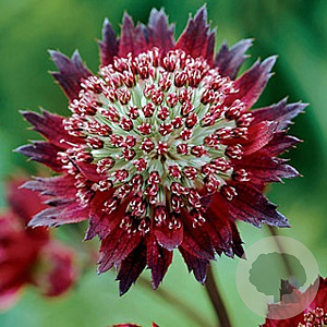 Astrantia 'Moulin Rouge' GM P9