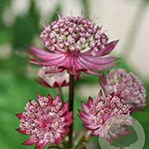 Astrantia 'Moulin Rouge' GM P9