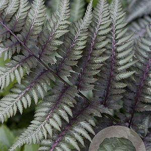 Athyrium niponicum pictum GM P9