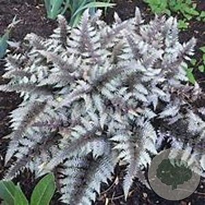 Athyrium niponicum 'Silver Falls' GM P9