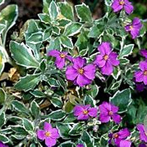 Aubrieta 'Argenteovariegata' GM P9