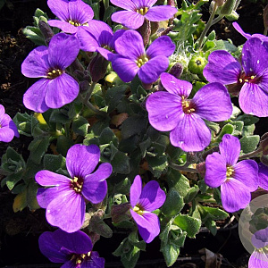 Aubrieta 'Blaumeise' GM P9