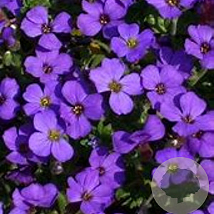 Aubrieta 'Blue Emperor' GM P9