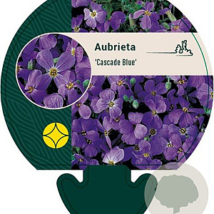 Aubrieta 'Cascade Blue' GM P9