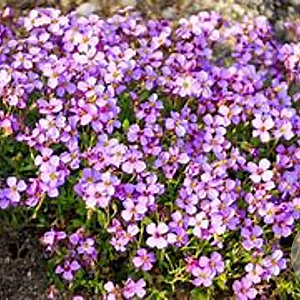 Aubrieta 'Clio' GM P9