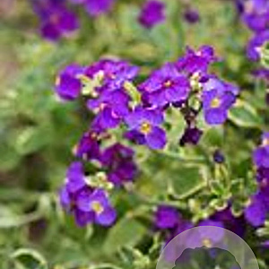 Aubrieta 'Dr Mules' GM P9