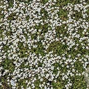 Aubrieta 'Fiona' GM P9