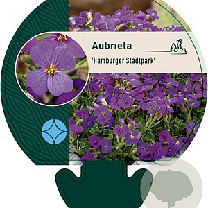 Aubrieta 'Hamburger Stadtpark' GM P9