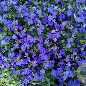 Aubrieta 'Hamburger Stadtpark' GM P9