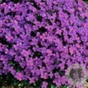 Aubrieta 'Hendersonii' GM P9