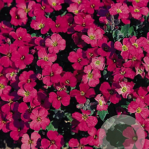Aubrieta 'Royal Red' GM P9