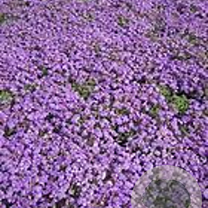 Aubrieta 'Tauricola' GM P9