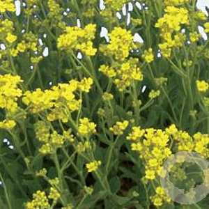 Aurinia saxatilis GM P9