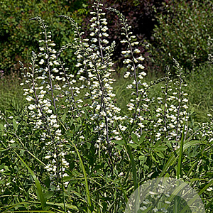Baptisia alba GM P9