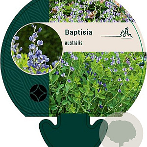 Baptisia australis GM P9