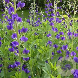 Baptisia australis GM P9