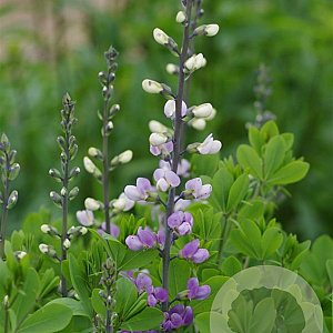 Baptisia australis minor GM P9