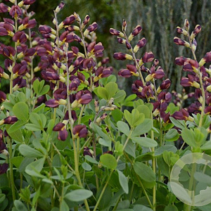 Baptisia 'Dark Chocolate' GM P9