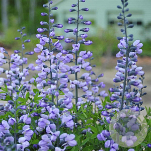 Baptisia 'Purple Smoke' GM P9