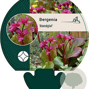 Bergenia 'Abendglut' GM P9
