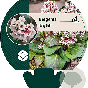 Bergenia 'Baby Doll' GM P9
