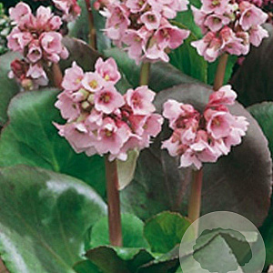 Bergenia 'Baby Doll' GM P9
