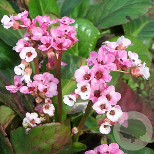 Bergenia 'Bach' GM P9
