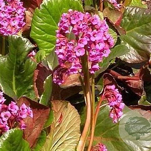 Bergenia 'Bartok' GM P9