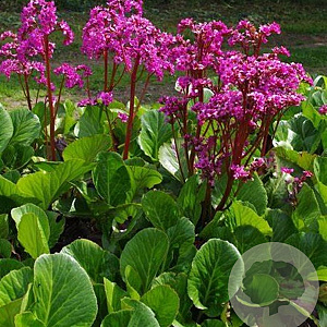 Bergenia 'Bressingham Salmon' GM P9