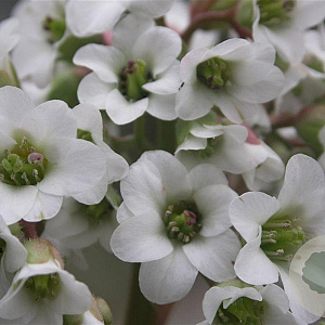 Bergenia 'Bressingham White' GM P9