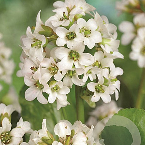 Bergenia 'Bressingham White' GM P9
