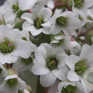 Bergenia 'Bressingham White' GM P9