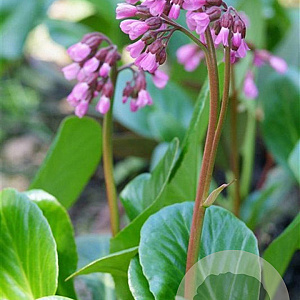 Bergenia cordifolia GM P9