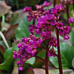 Bergenia cordifolia 'Eroica' GM P9