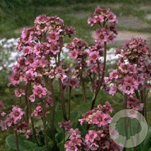 Bergenia cordifolia 'Purpurea' GM P9