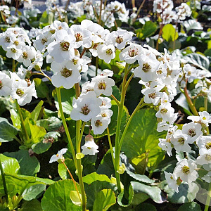 Bergenia 'Jelle' GM P9