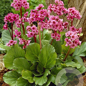 Bergenia 'Morgenröte' GM P9