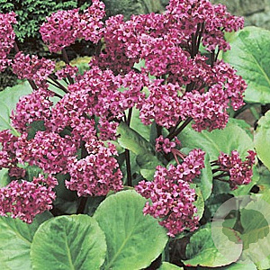 Bergenia 'Perfect' GM P9