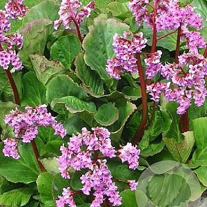 Bergenia 'Rotblum' GM P9
