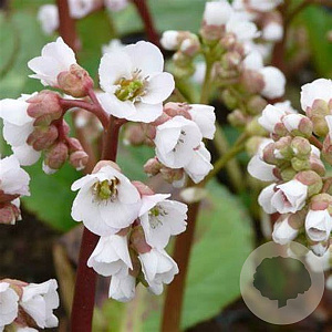 Bergenia 'Schneekönigin' GM P9