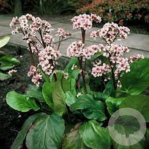 Bergenia 'Silberlicht' GM P9