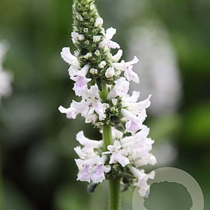 Stachys discolor GM P9