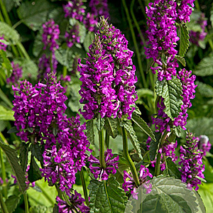 Stachys officinalis GM P9