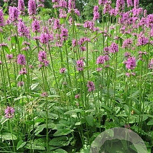 Stachys monieri 'Hummelo' GM P9