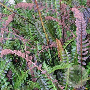 Blechnum penna-marina GM P9