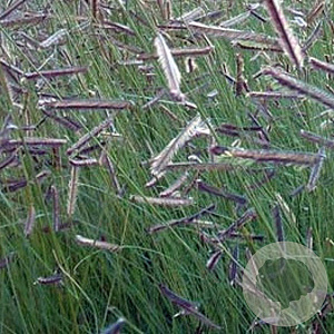 Bouteloua gracilis GM P9
