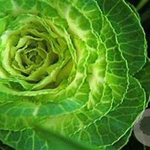 Brassica oleracea GM P9